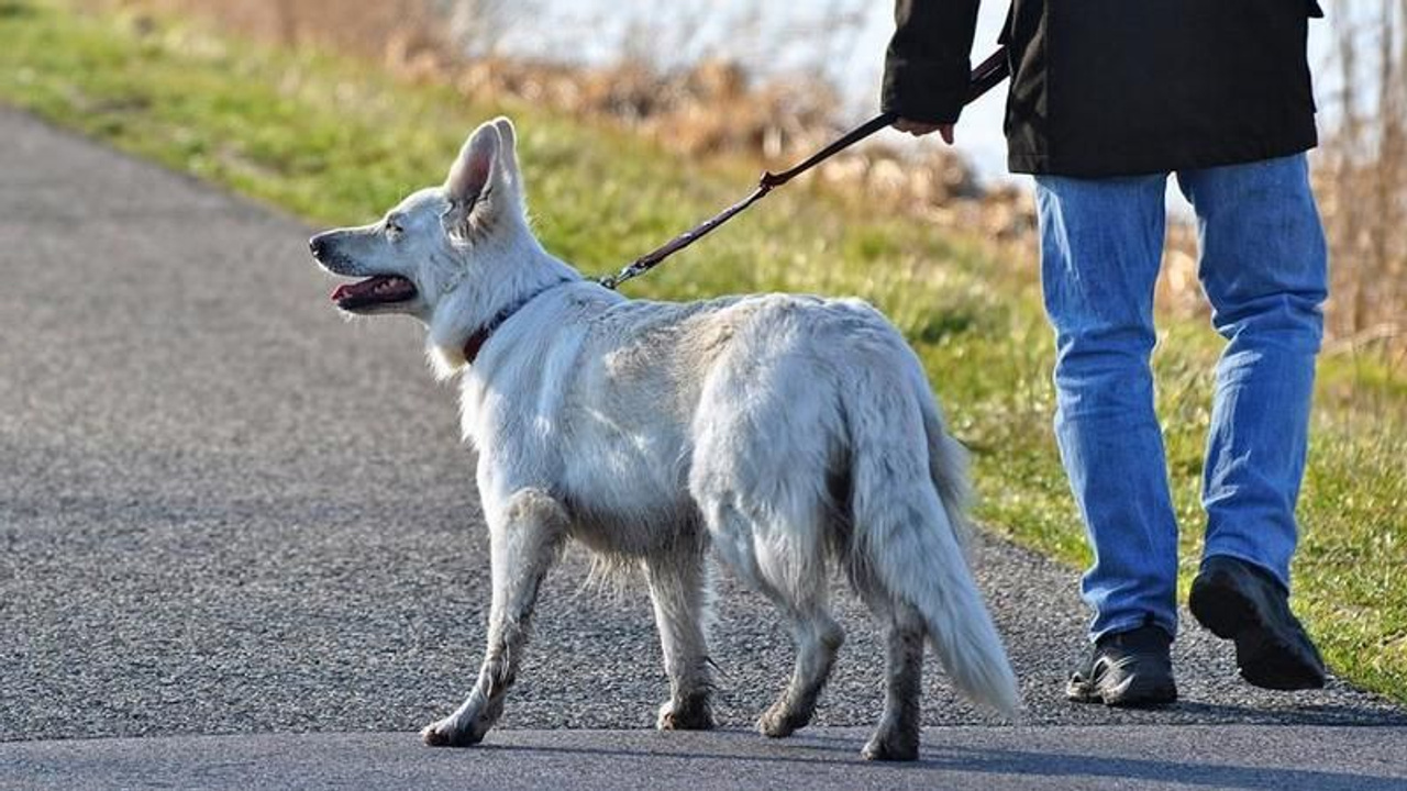 Köpek sahipleri dikkat: Dünya Sağlık Örgütü uyardı